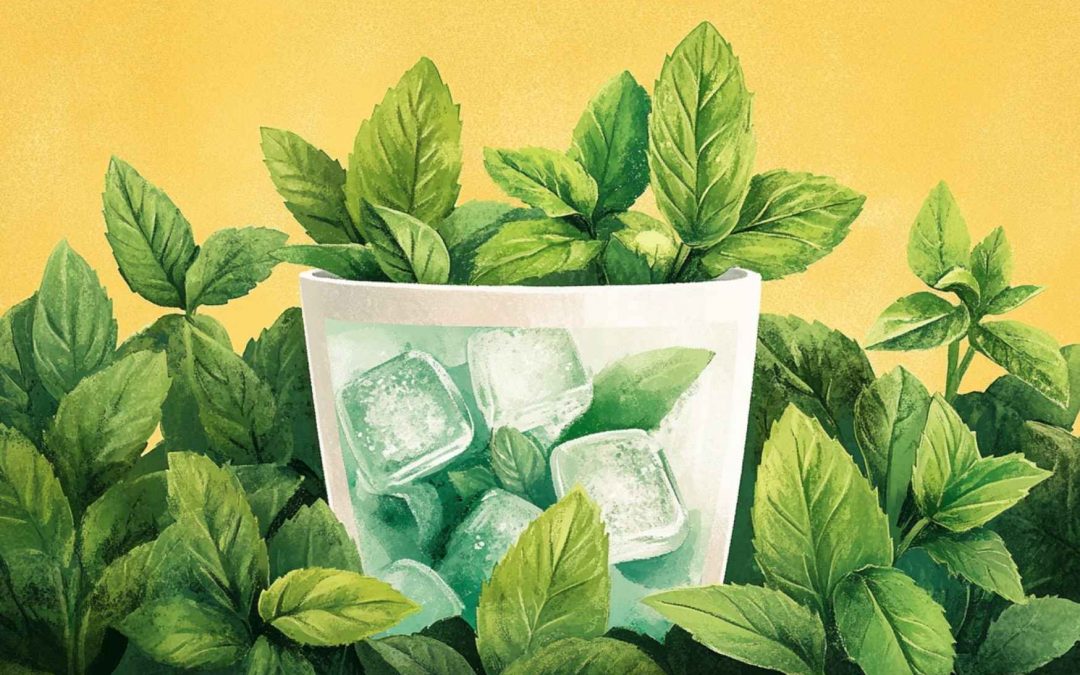 Les bienfaits de la menthe poivrée pour votre digestion :
